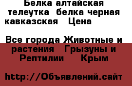 Белка алтайская телеутка, белка черная кавказская › Цена ­ 5 000 - Все города Животные и растения » Грызуны и Рептилии   . Крым